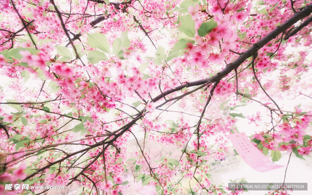 烂漫樱花枝头绽放