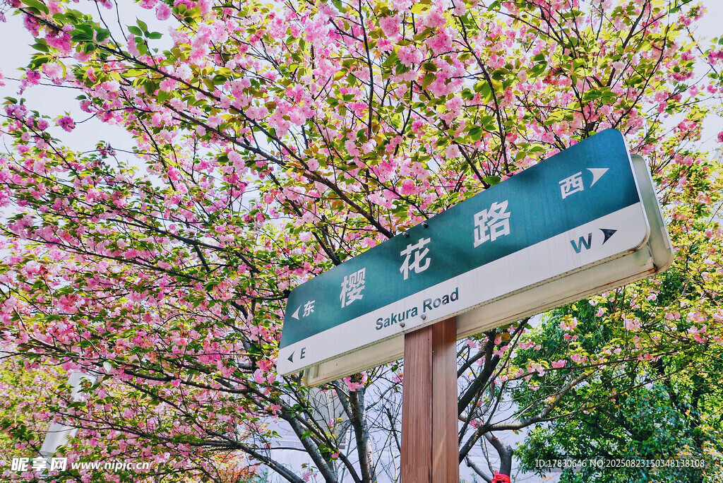 樱花树下的路牌