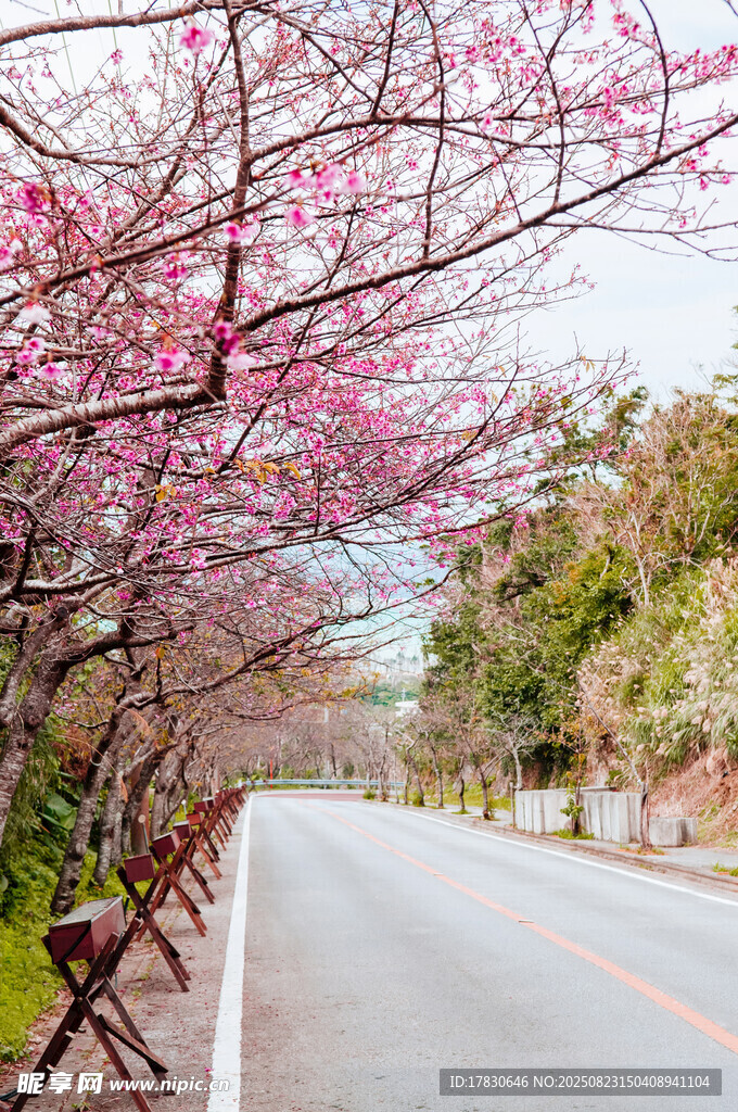 樱花盛开的宁静公路