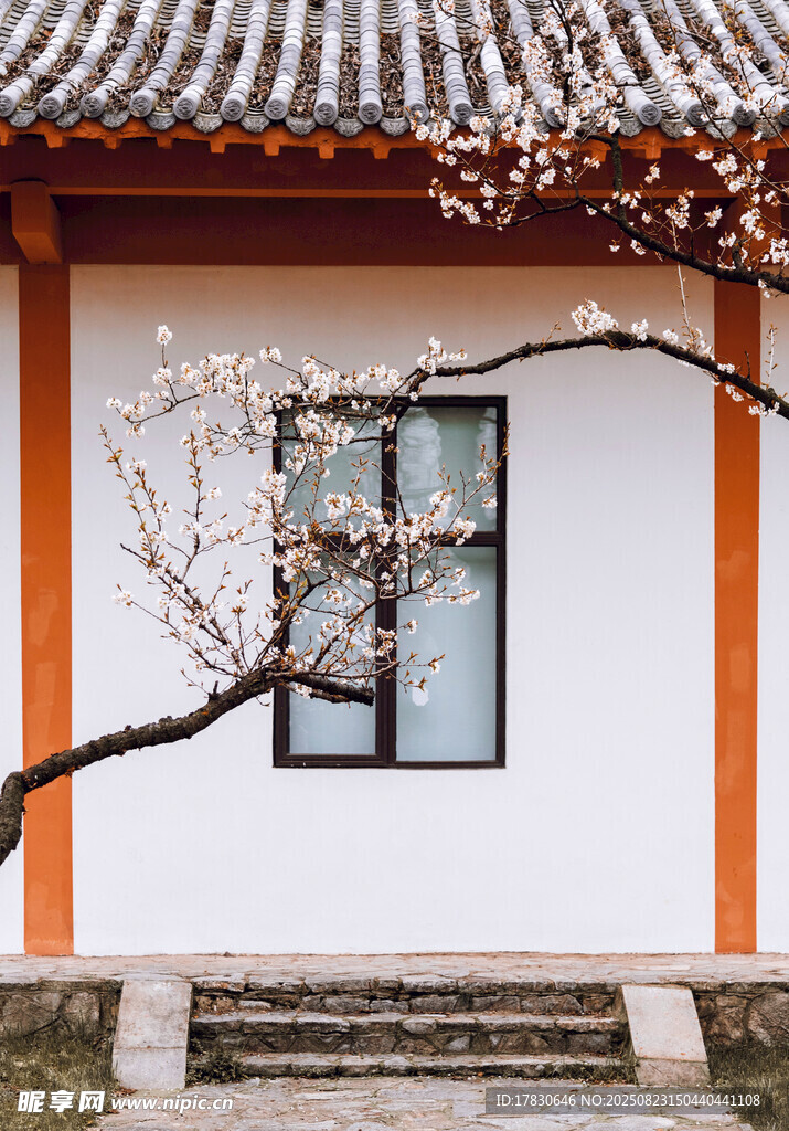 中式建筑窗前绽放花枝
