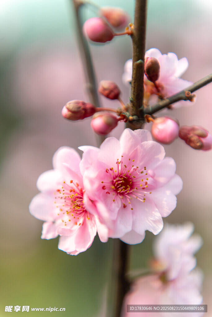 粉嫩桃花枝头绽放