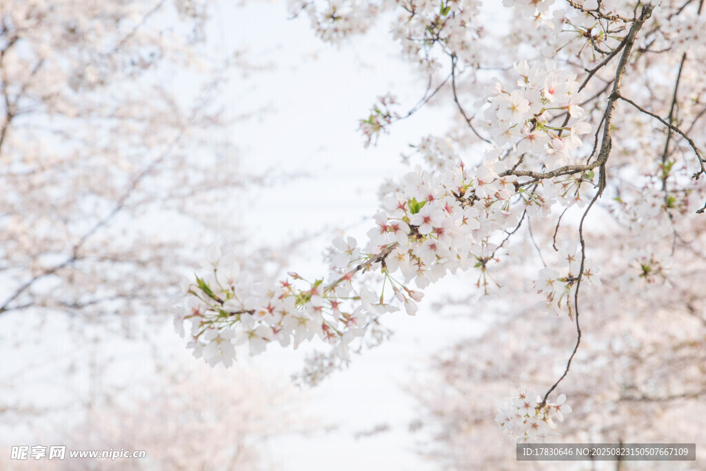 春日繁花树枝美景