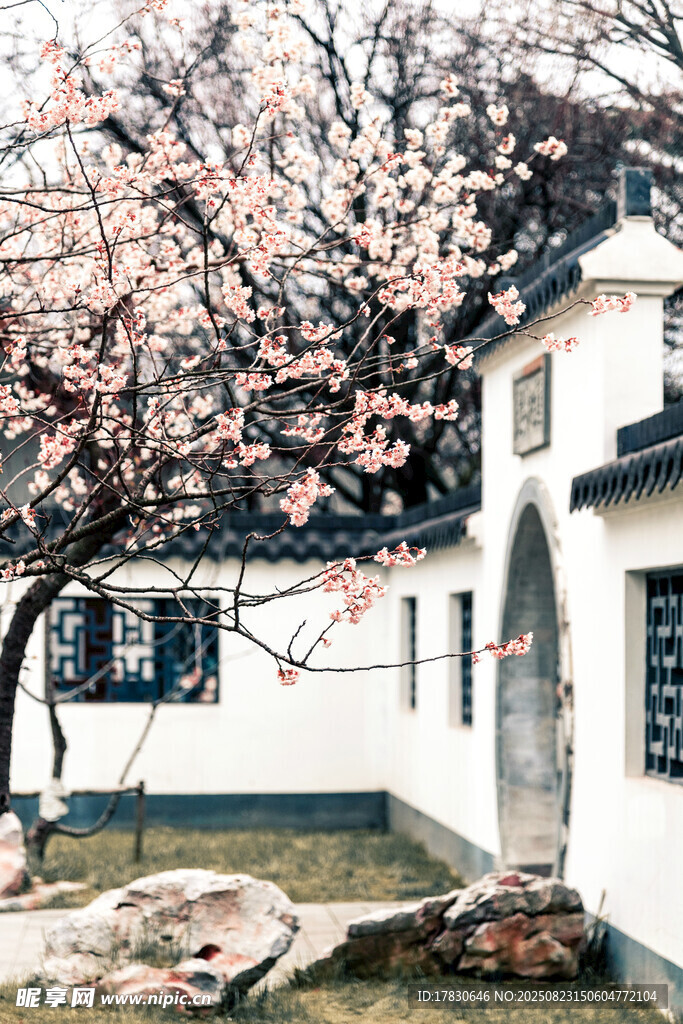 庭院繁花盛开的中式景致