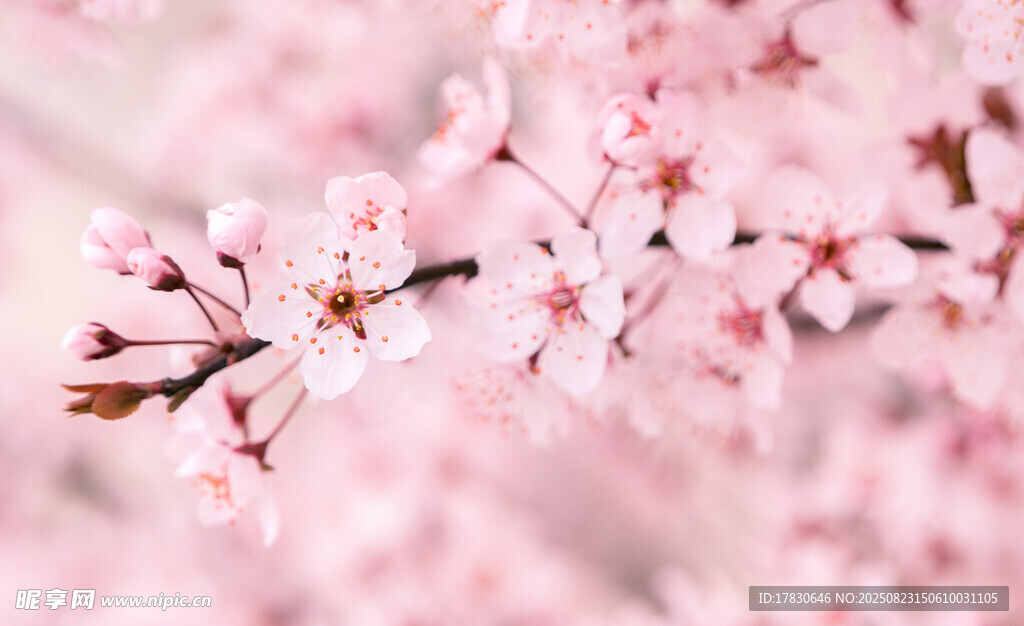 粉嫩樱花枝