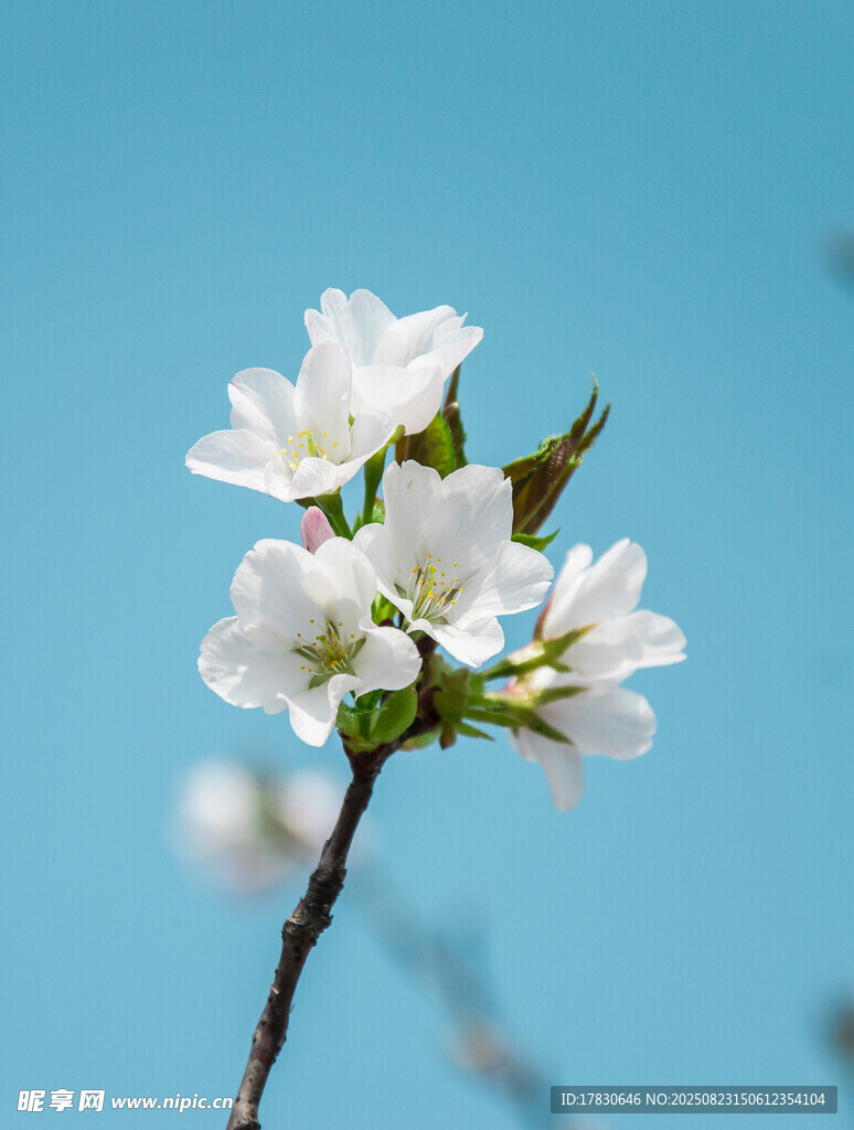 枝头绽放的洁白花朵