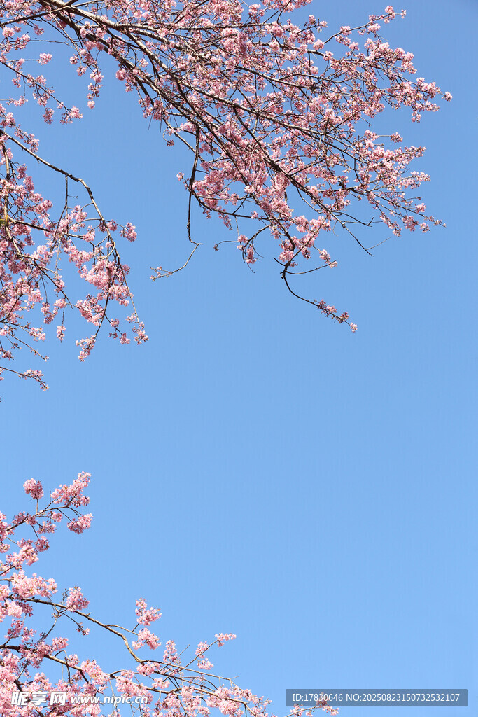 蓝天映衬下的粉嫩樱花枝
