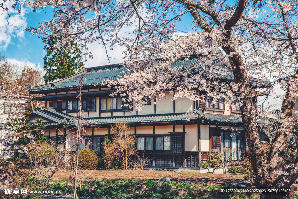 日式建筑旁绽放的樱花树