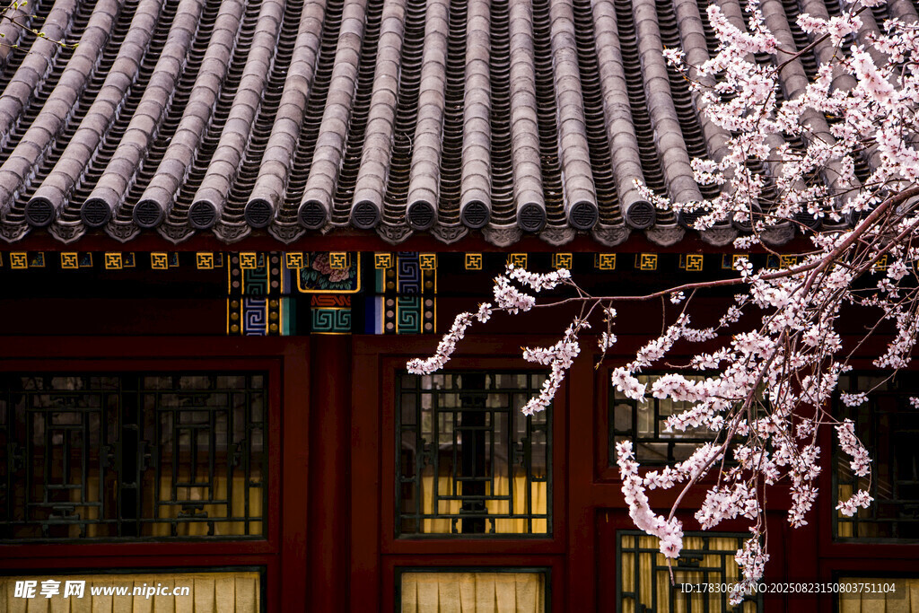 古建旁绽放的烂漫樱花