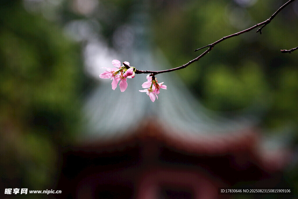 枝头粉花映衬古建美景