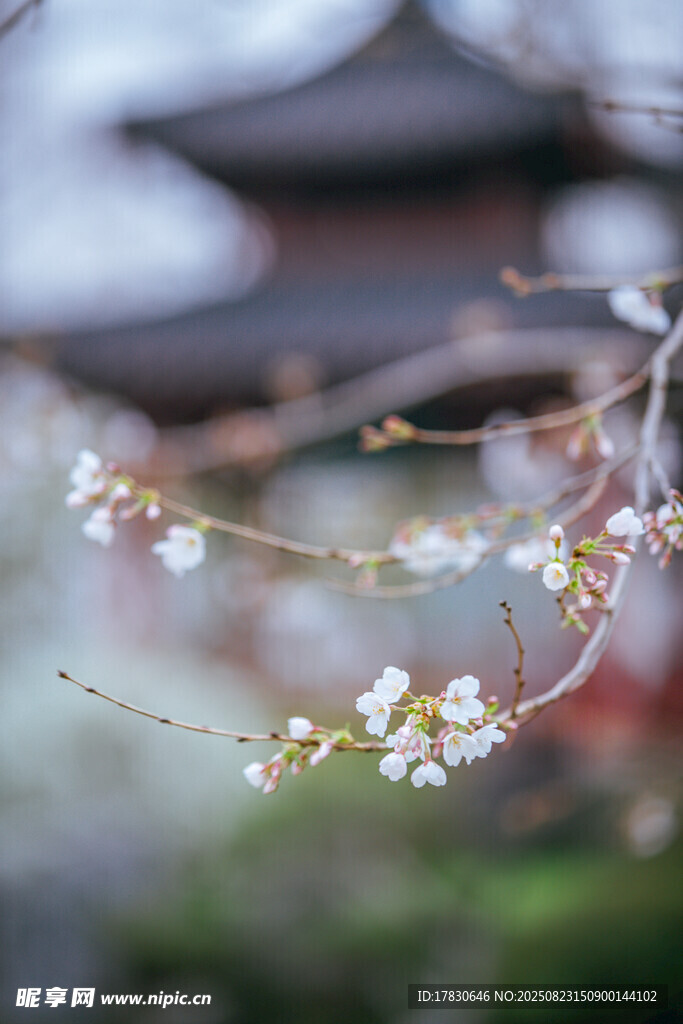 枝头繁花映古建