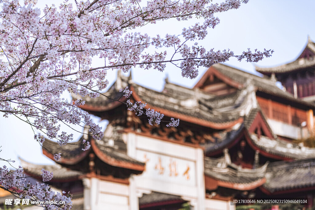 古建旁绽放的烂漫樱花