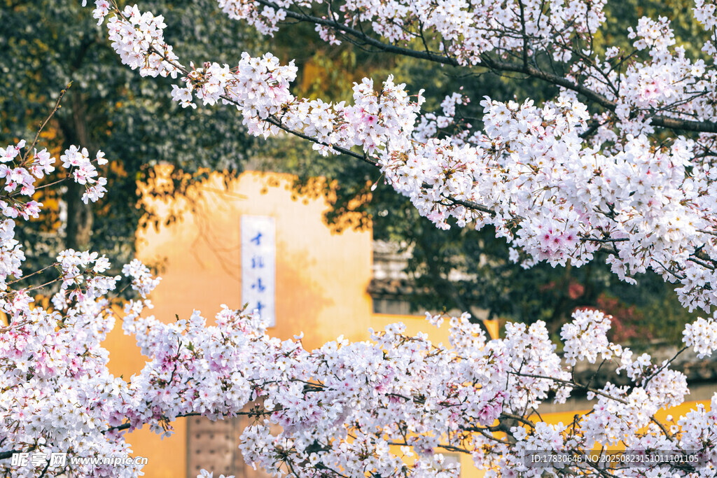 春日繁花映古建