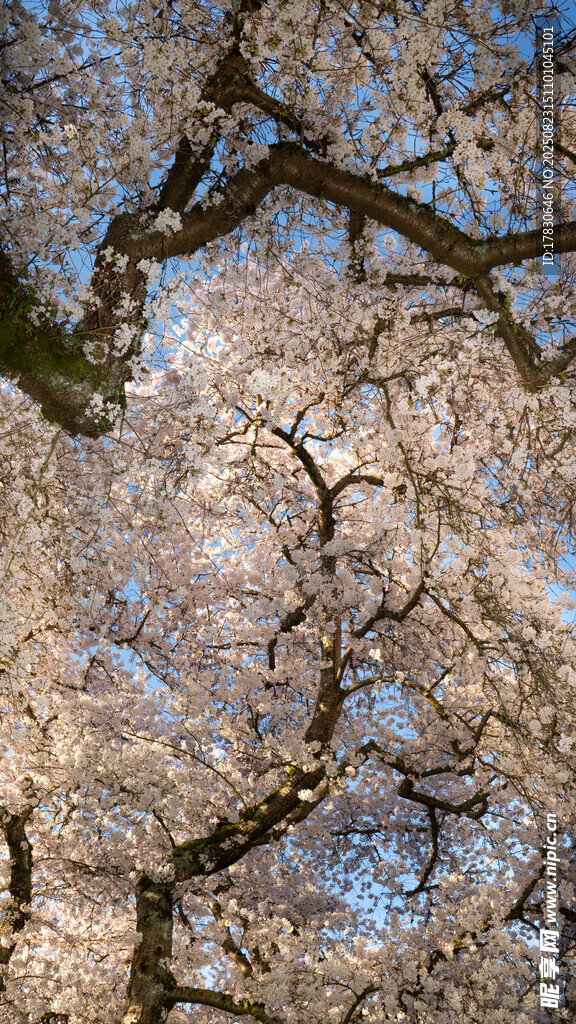 烂漫樱花枝头绽