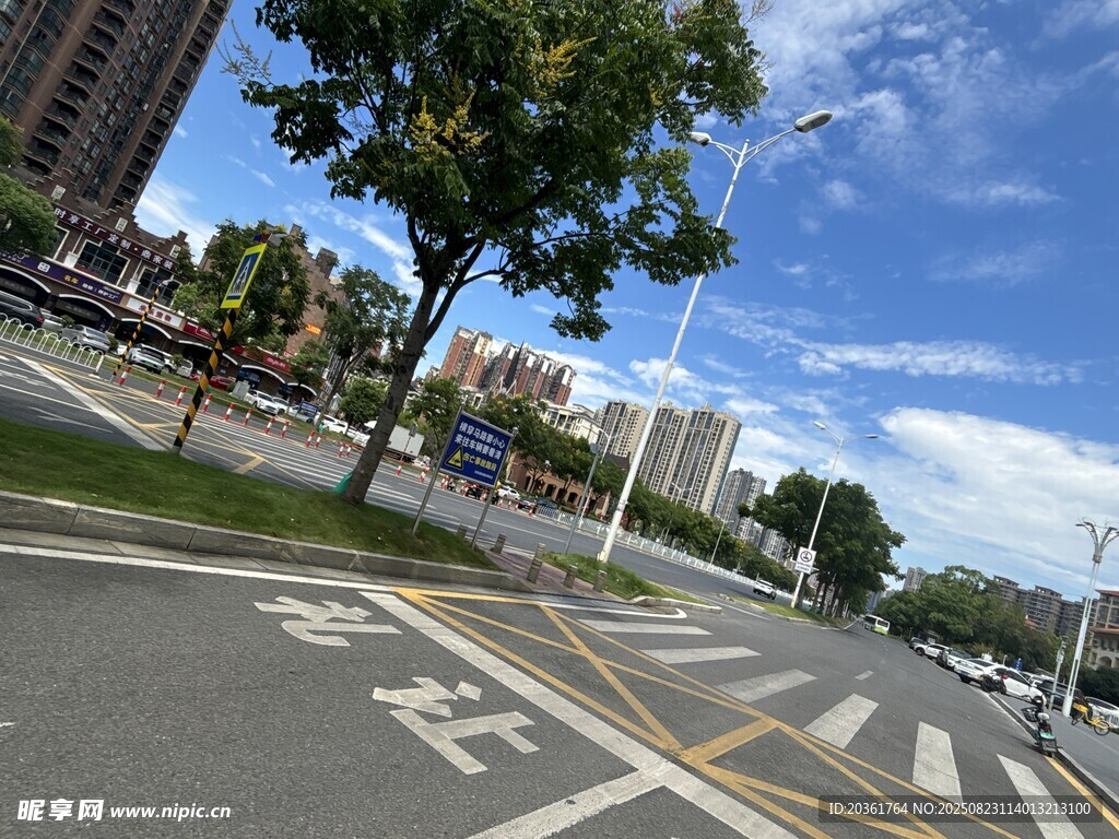 城市道路旁的绿树与标线