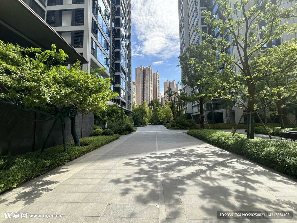 都市林荫小道