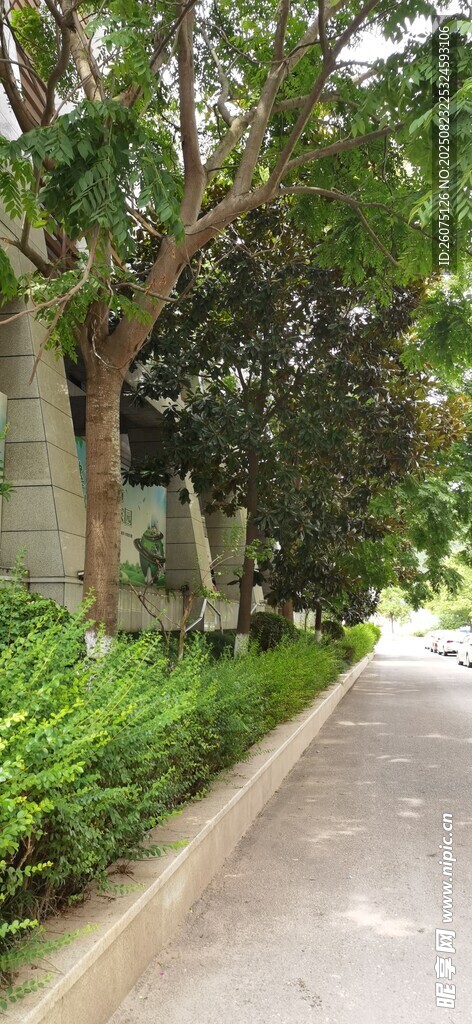 林荫小u道绿植相伴