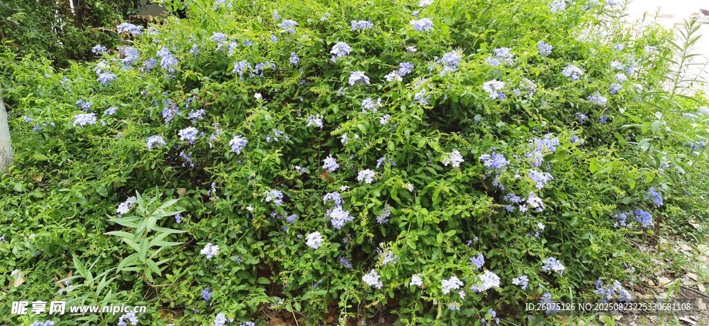 绿叶白花的繁茂植物