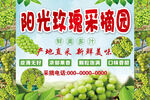 阳光玫瑰采摘园宣传海报