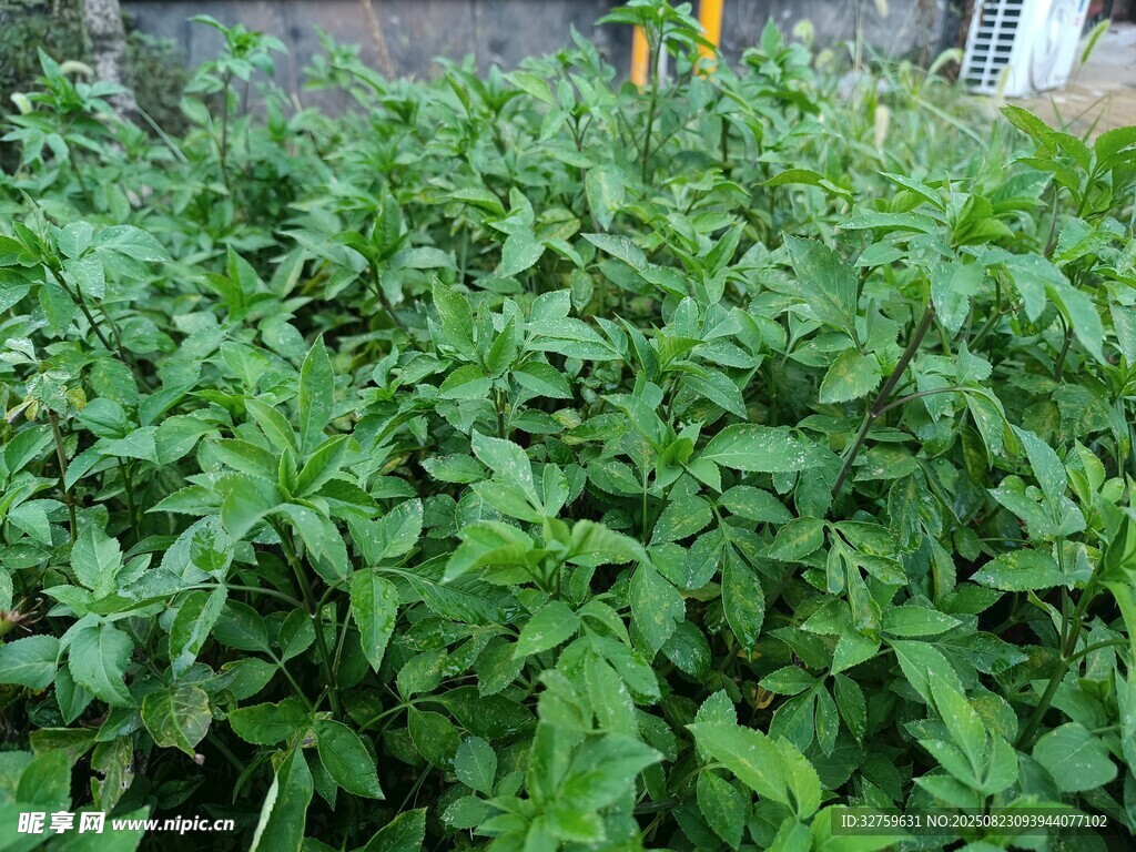 茂盛的绿色植物景观
