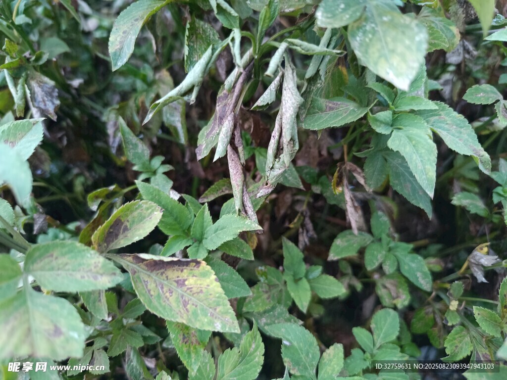 绿叶间的多彩植物