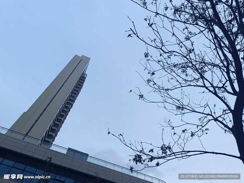 高耸建筑与光秃树枝景观