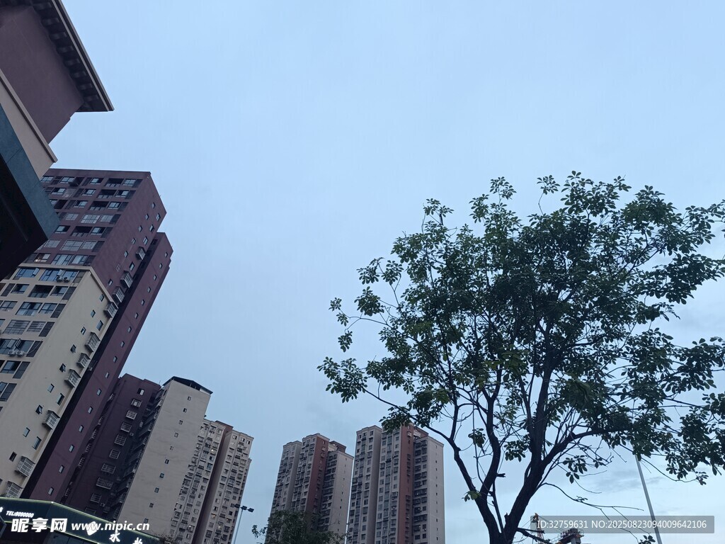 城市中孤独的绿树
