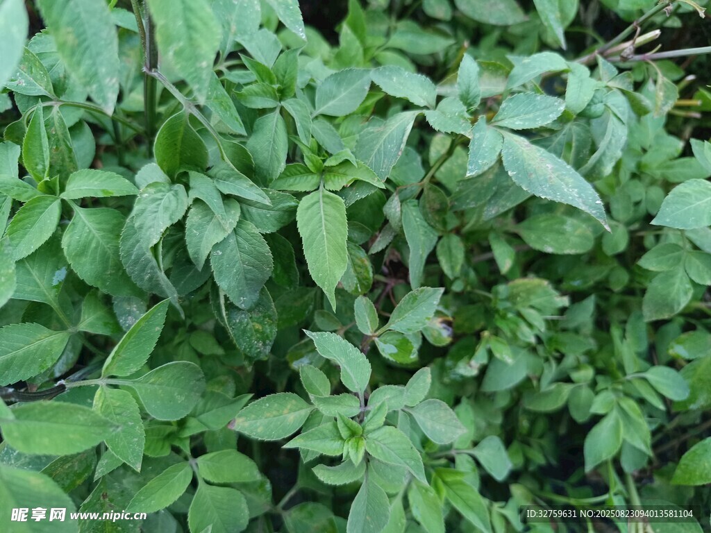 茂盛的绿色植物景观