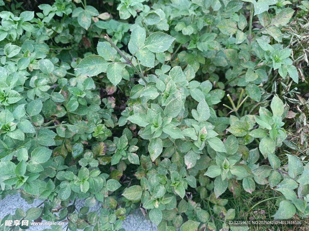 绿叶植物特写