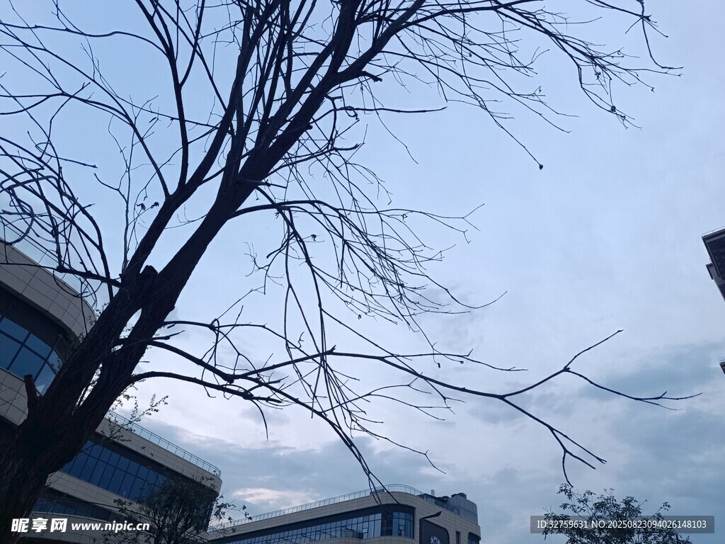 光秃树枝下的城市景象