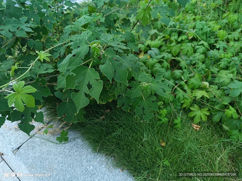 路边绿植景观