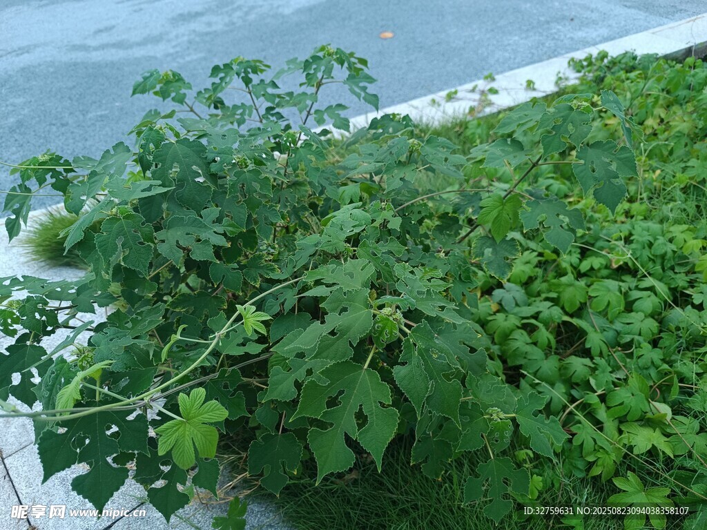 绿叶繁茂的庭院植物