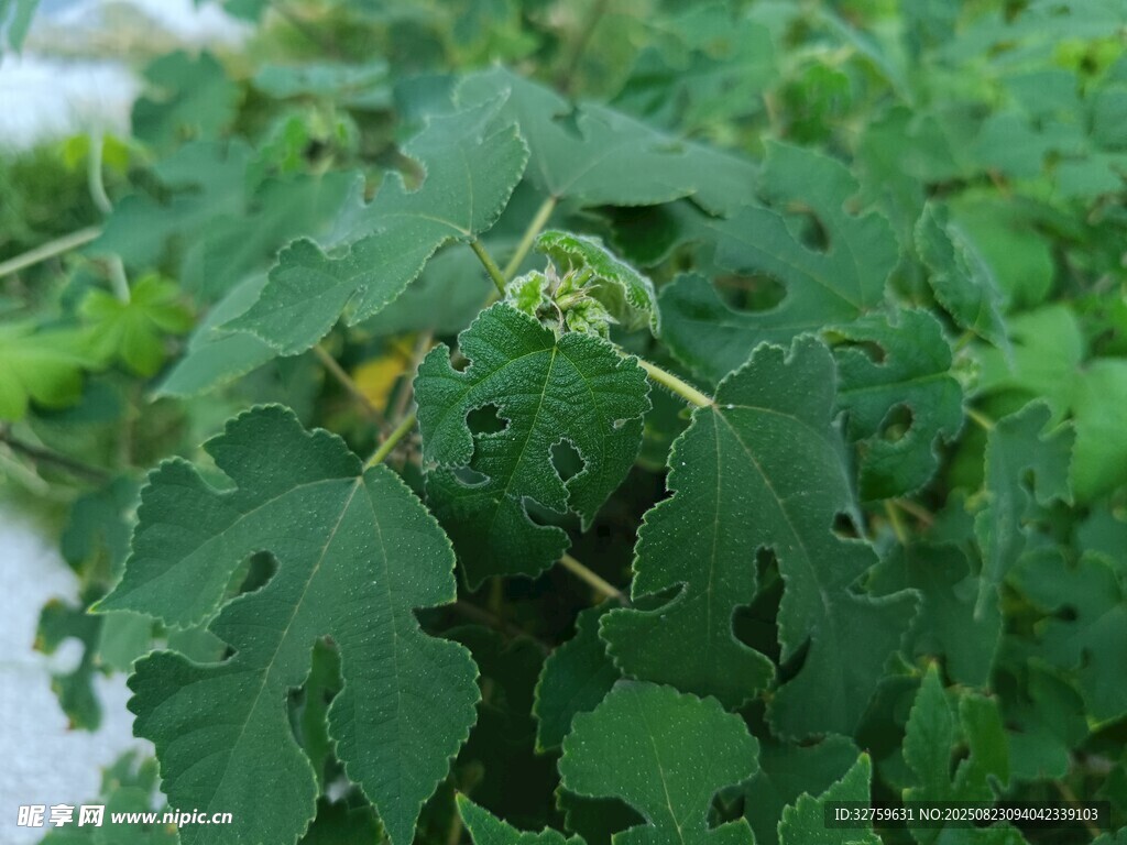 绿叶植物特写
