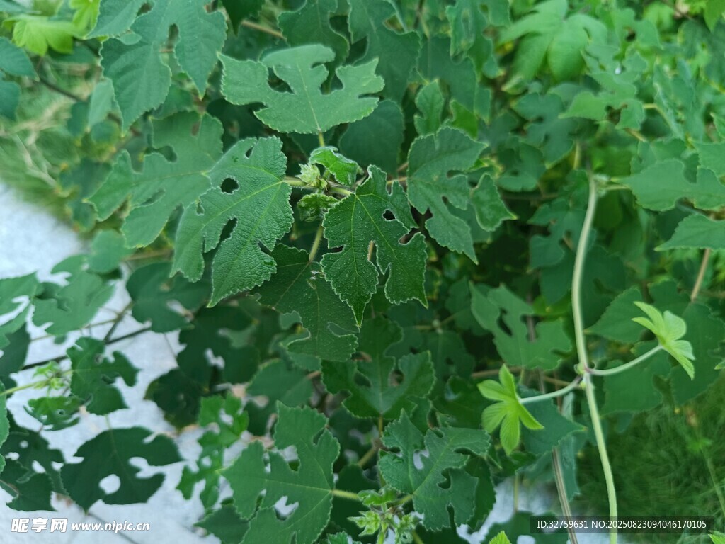 新鲜翠绿的瓜类植物枝叶