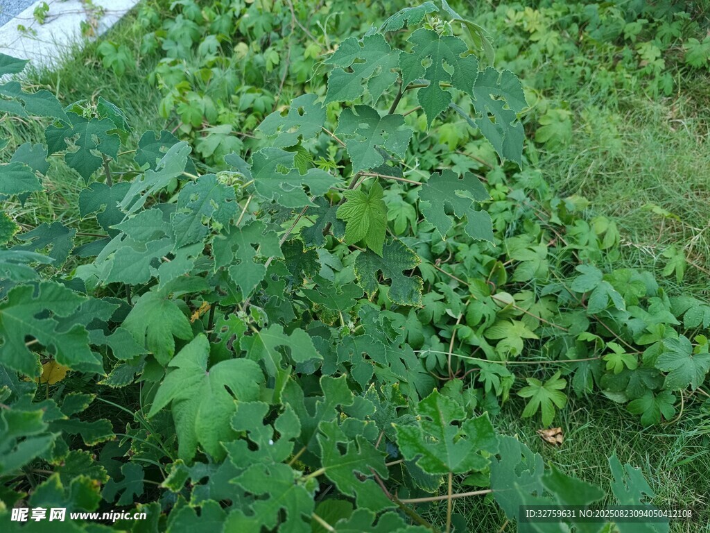繁茂的绿色植物景观