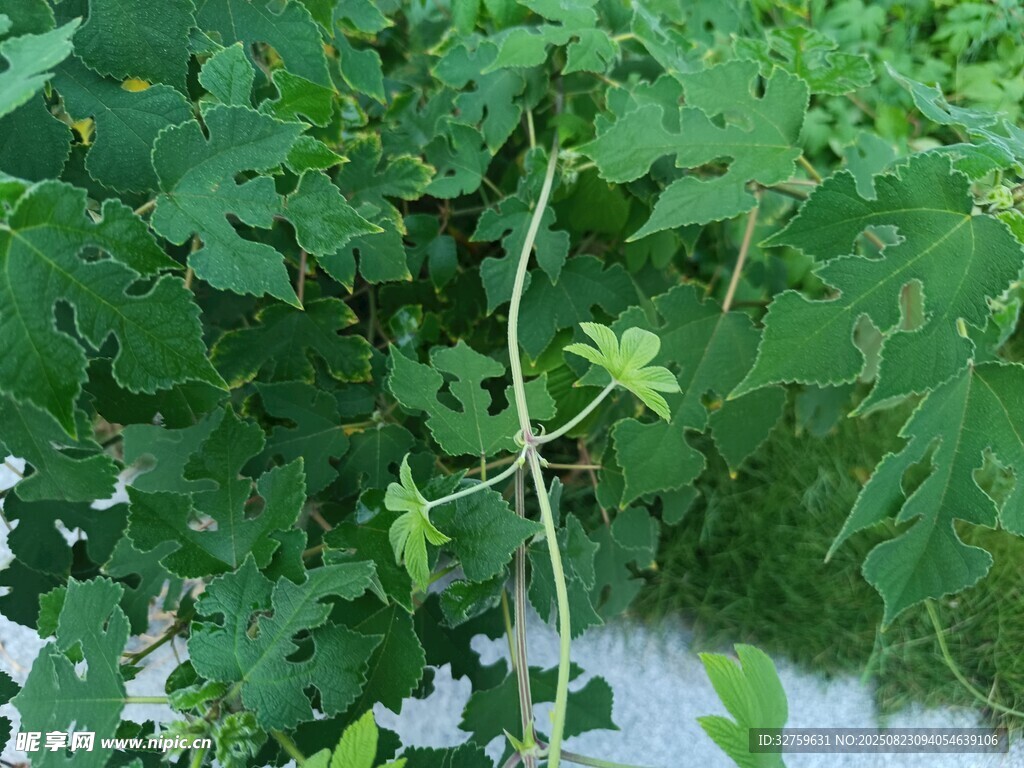 绿叶繁茂的植物景象