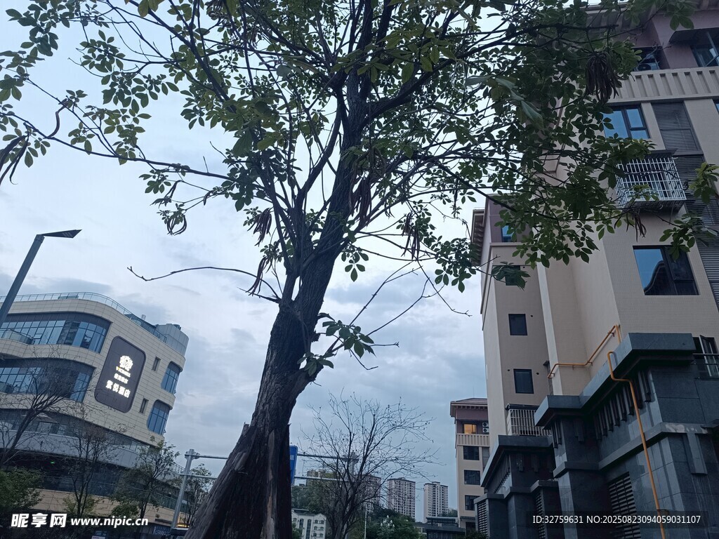 城市中倾斜生长的大树