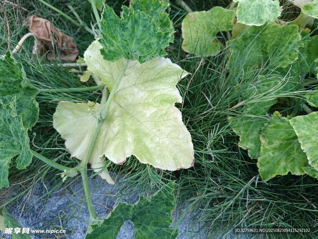 绽放的南瓜花