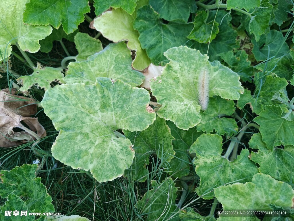 绿叶植物特写