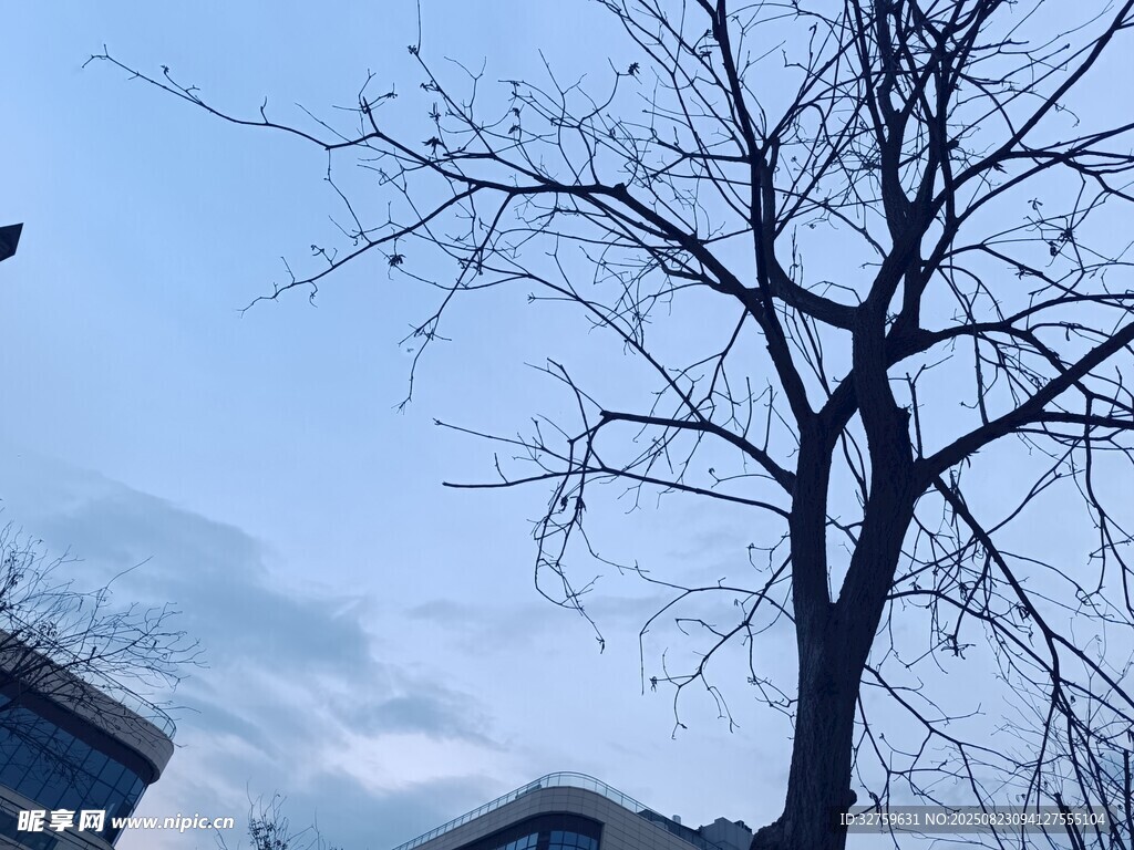 冬日枯树与朦胧天空