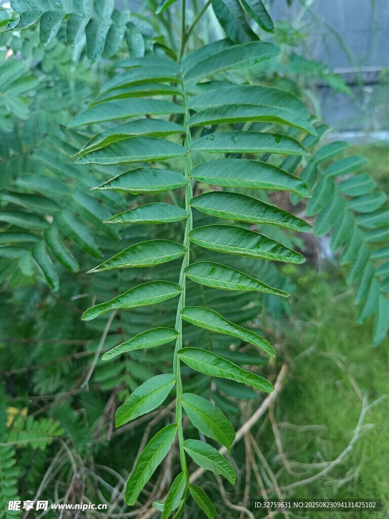 翠绿蕨类叶片特写