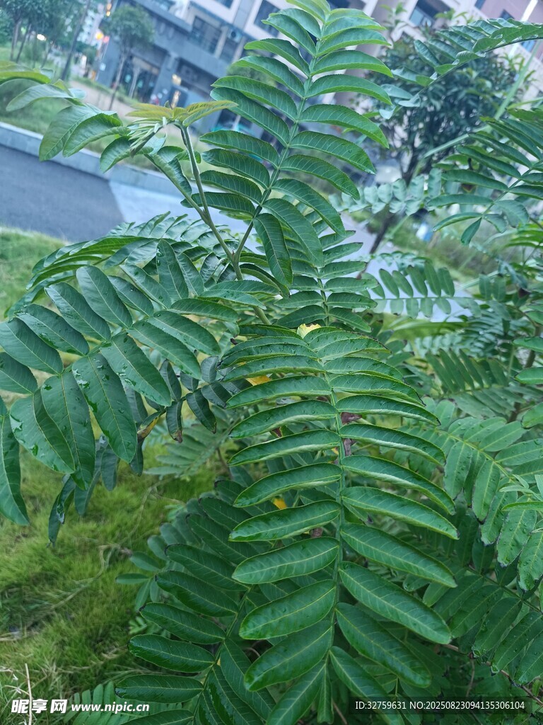 翠绿羽状叶片植物特写
