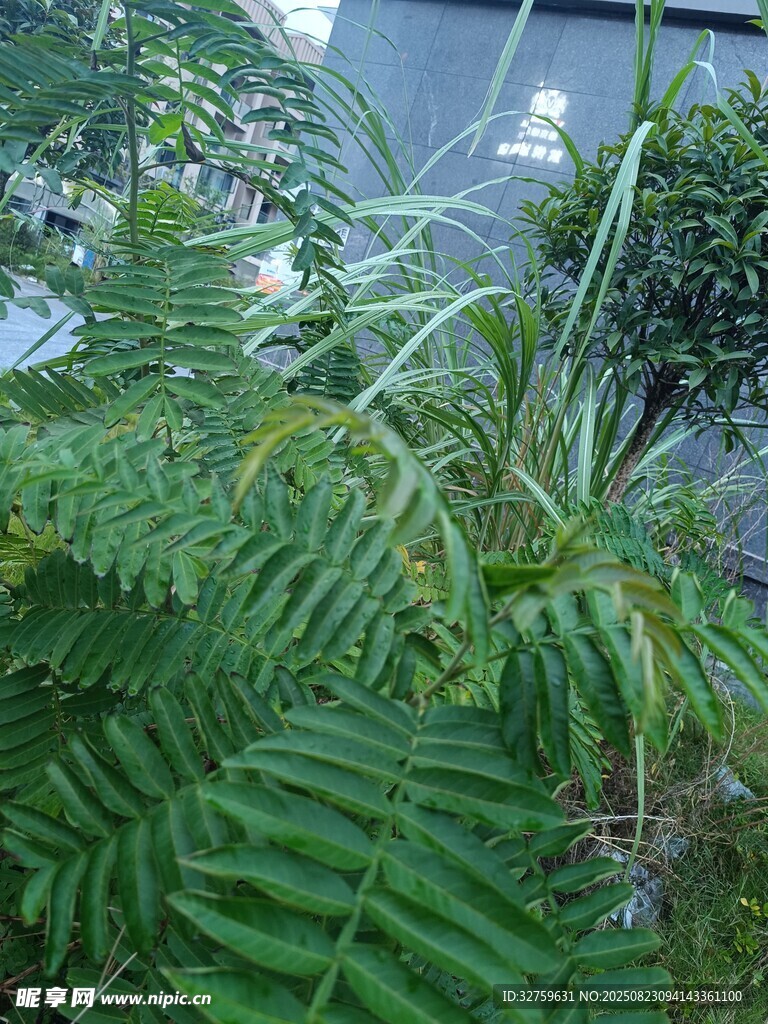 庭院中的翠绿植物景观