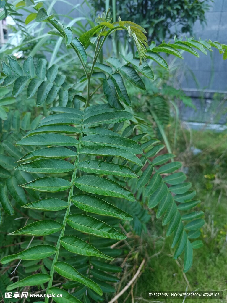 翠绿羽状叶片植物特写