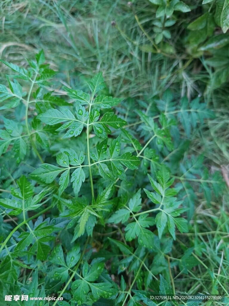 野外绿色植物景观