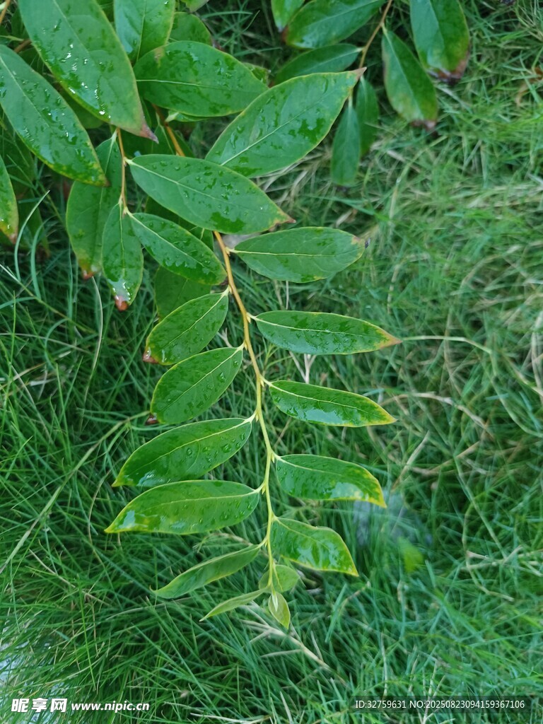 翠绿叶片与繁茂青草
