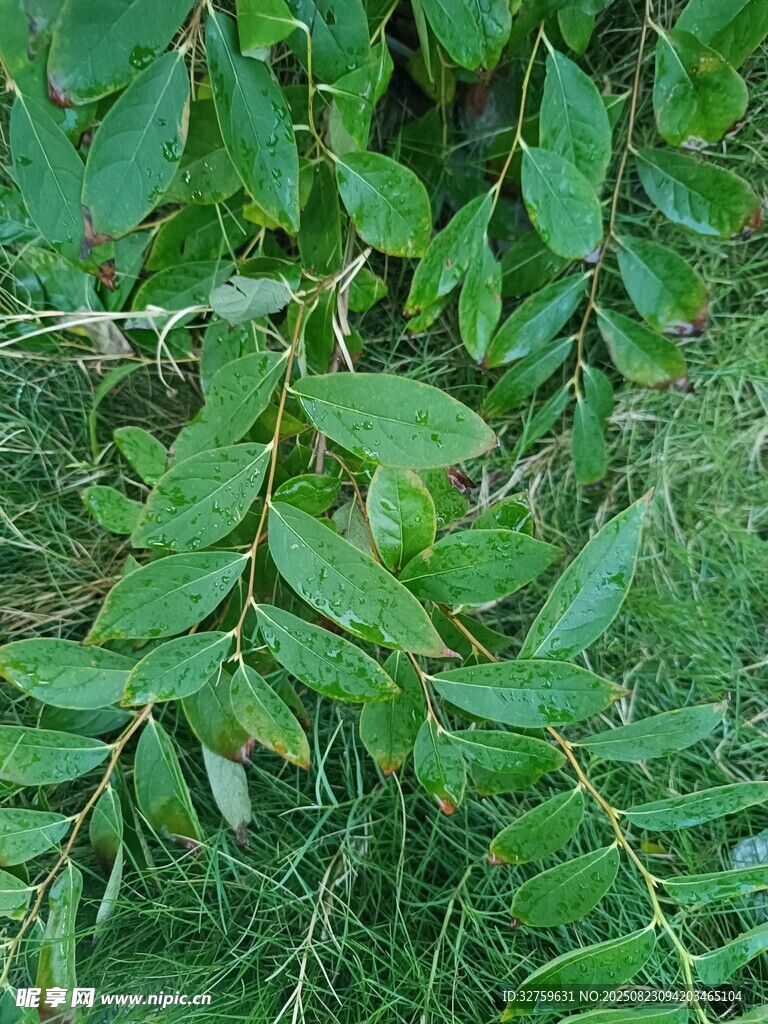 翠绿叶片的植物特写