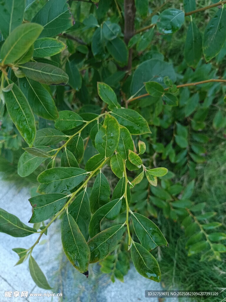 绿叶繁茂的植物枝干