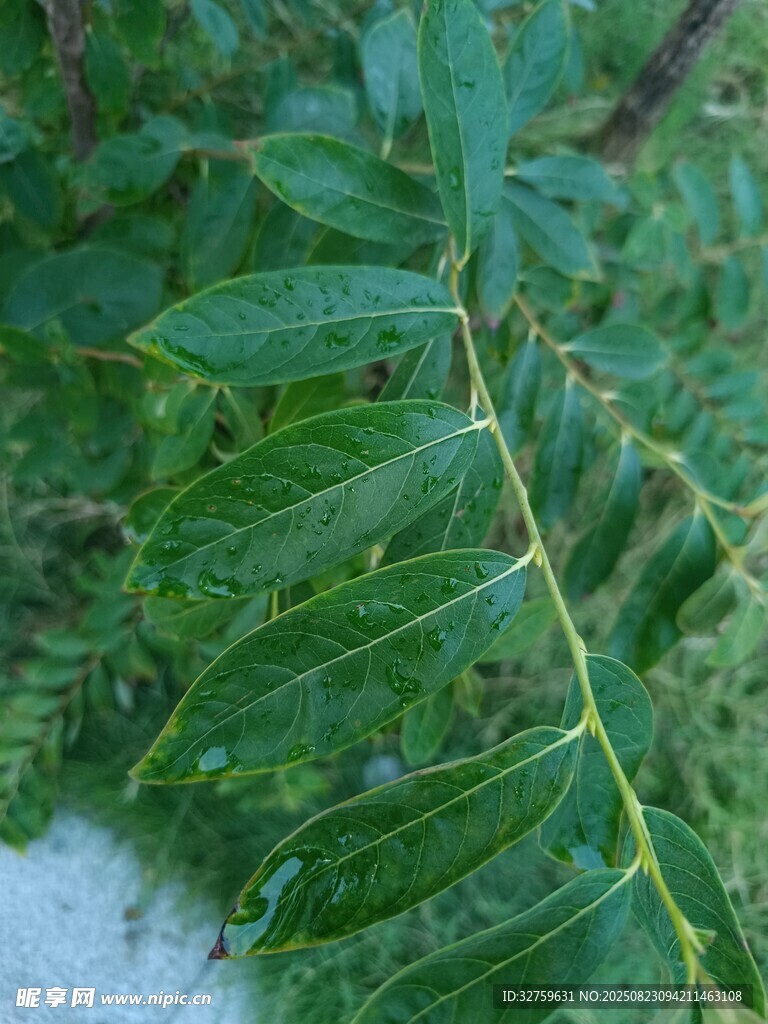 翠绿叶片的植物特写