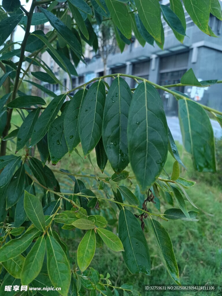 绿叶繁茂的植物近景