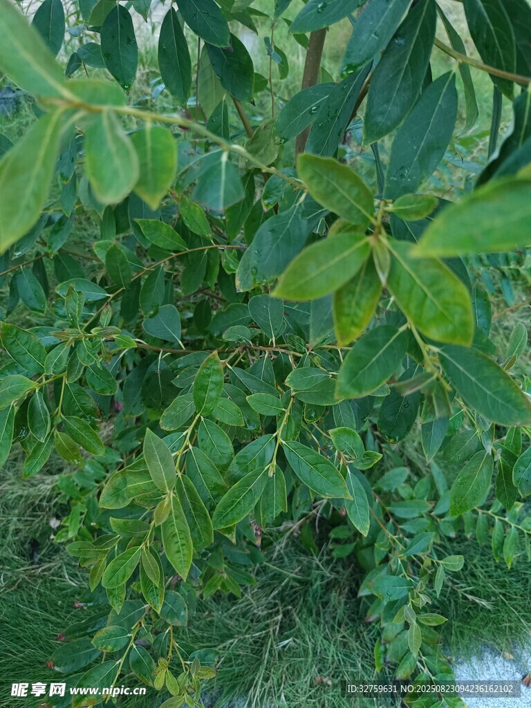 翠绿繁茂的植物枝叶